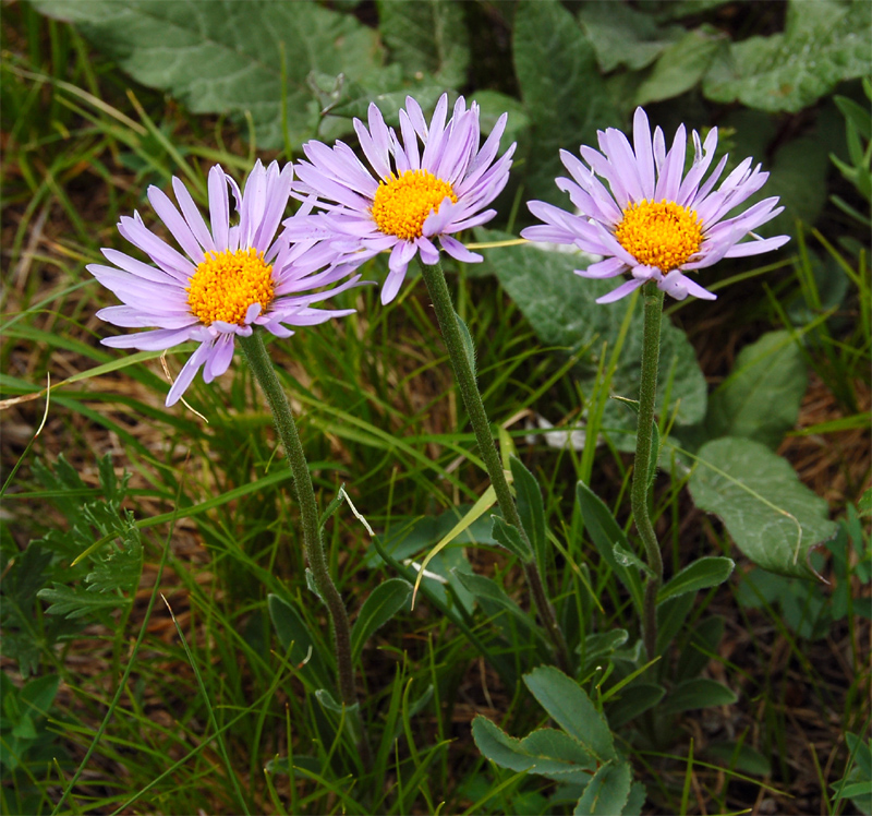 Изображение особи Aster serpentimontanus.