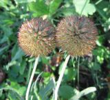 Gaillardia aristata. Соплодия. Крым, Симферополь, ботсад университета. 30 октября 2008 г.