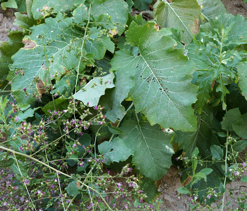 Изображение особи Cousinia umbrosa.