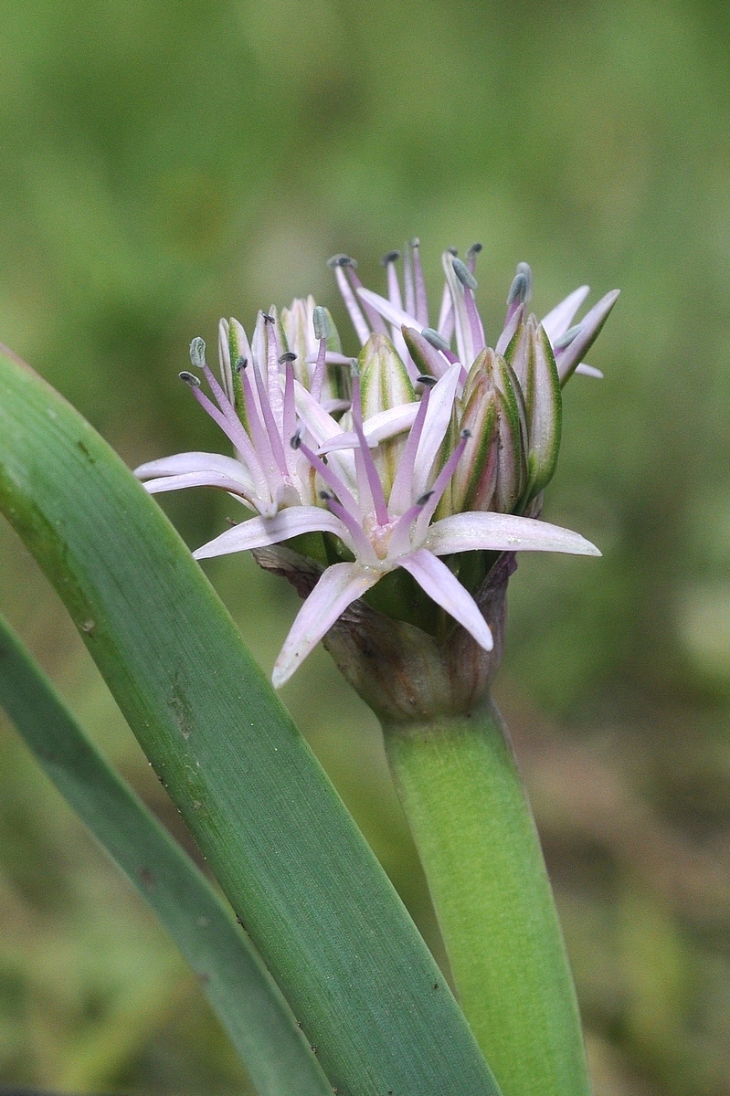 Image of Allium anceps specimen.