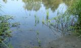 Scirpus radicans