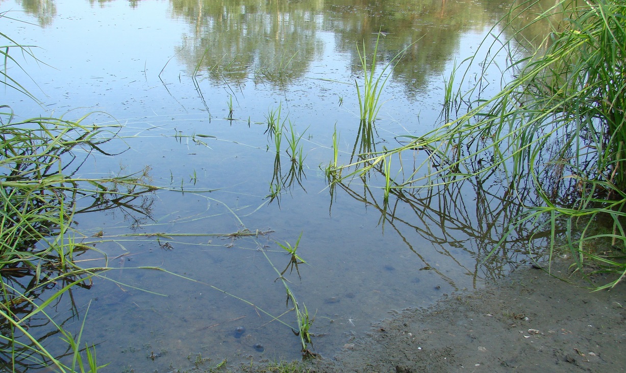 Изображение особи Scirpus radicans.