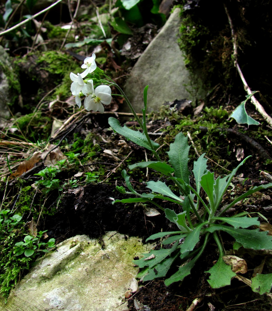 Image of Arabis caucasica specimen.