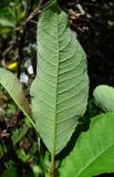 Salix caucasica