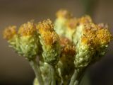 Helichrysum arenarium. Соцветия с распустившимися цветками. Псковская обл., ок. 1 км к ю.-з. от дер. Лудони у шоссе М20, олуговелая опушка сухого сосняка. 19.08.2015.