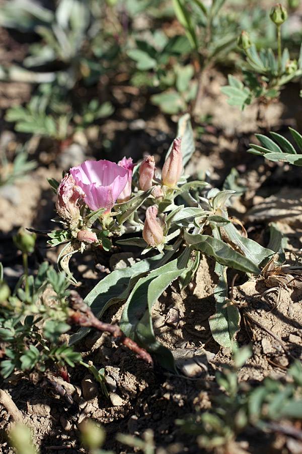 Изображение особи Convolvulus lineatus.