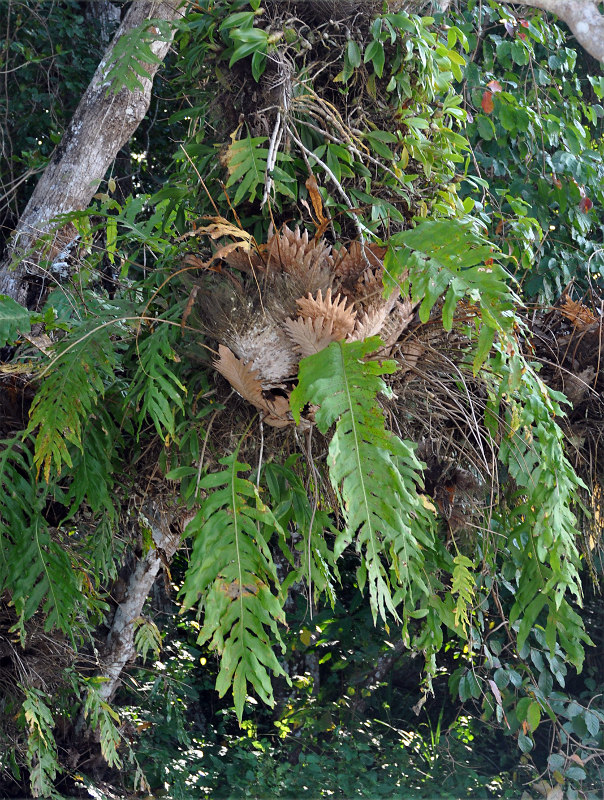 Image of Drynaria quercifolia specimen.