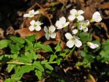 Cardamine californica. Цветущее растение. США, Калифорния, Пойнт Рейес. 24.02.2014.