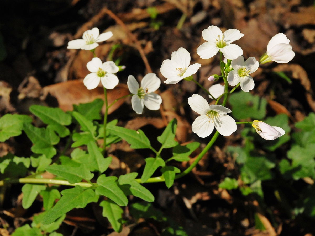 Изображение особи Cardamine californica.