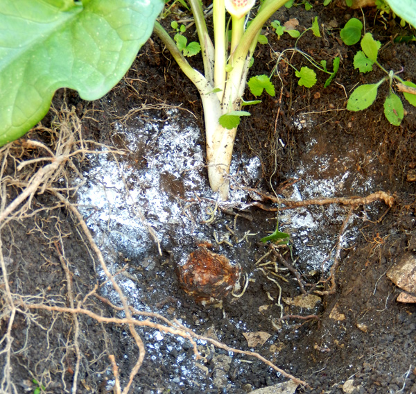 Image of Arum elongatum specimen.