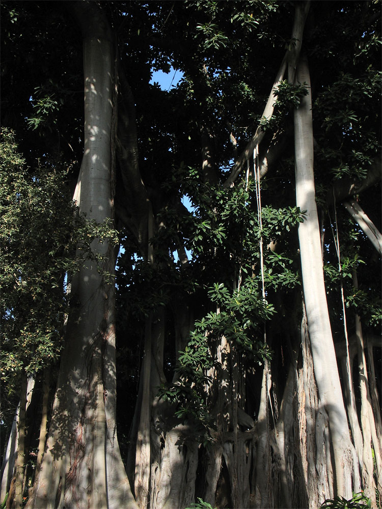 Image of Ficus macrophylla ssp. columnaris specimen.