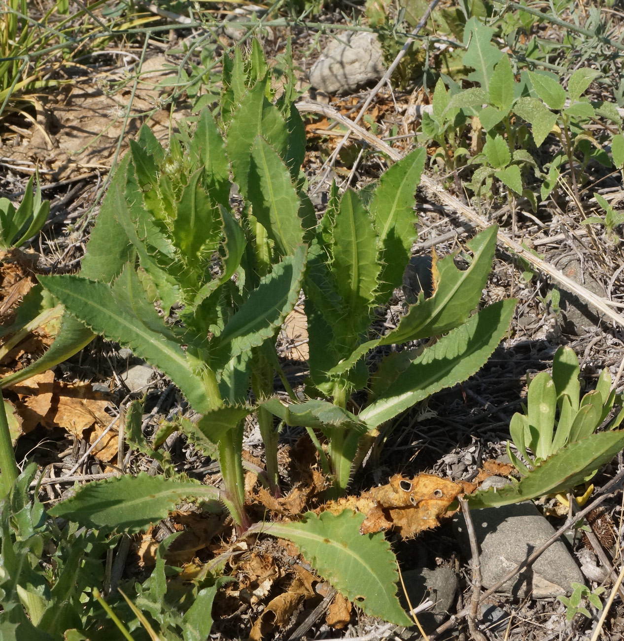 Изображение особи Cirsium alatum.