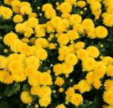 Chrysanthemum indicum