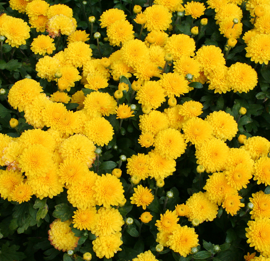 Image of Chrysanthemum indicum specimen.