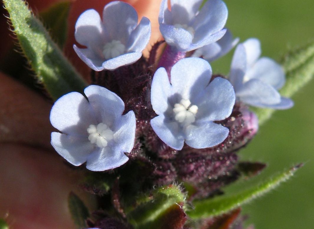 Изображение особи Anchusa thessala.