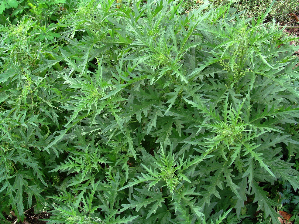 Image of Urtica cannabina specimen.