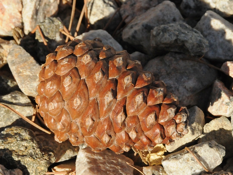 Изображение особи Pinus eldarica.