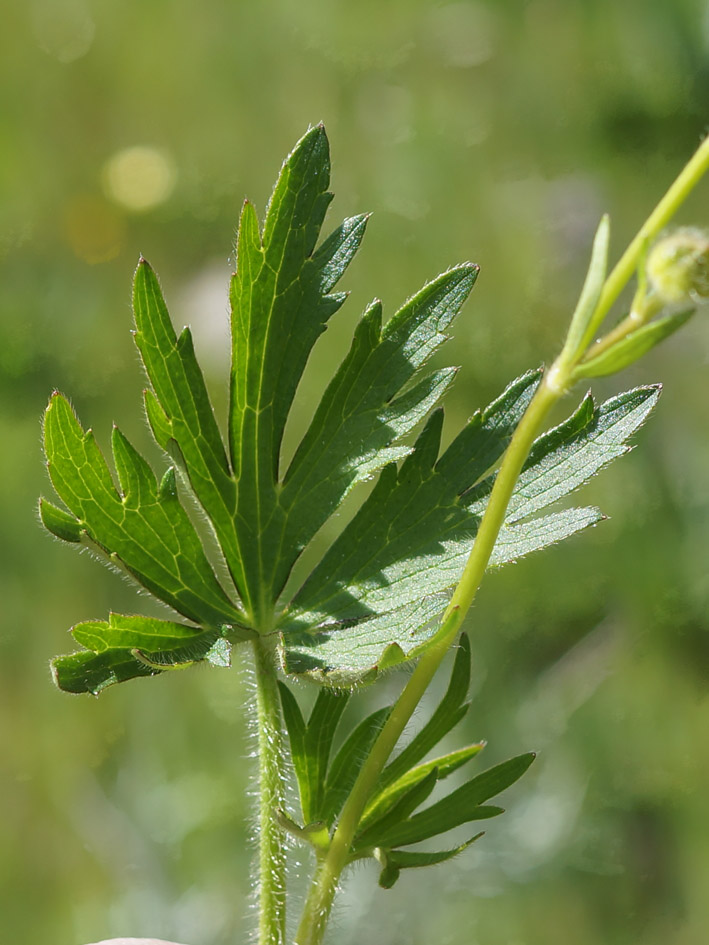 Image of genus Ranunculus specimen.