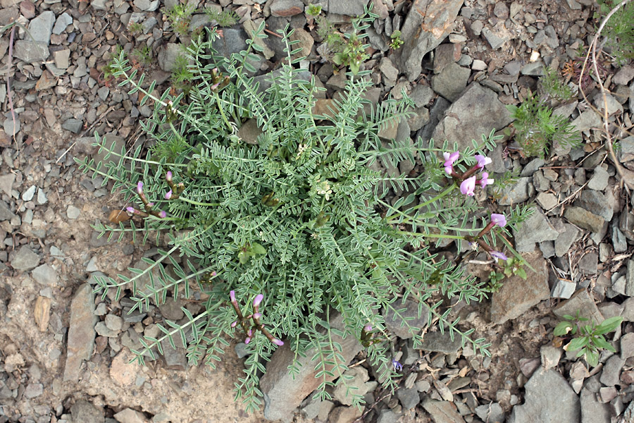 Image of Astragalus pachyrrhizus specimen.