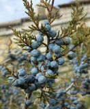 genus Juniperus. Часть веточки с шишкоягодами. Испания, Кастилия-Ла-Манча, г. Cuenca, озеленение. Январь 2016 г.