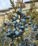 род Juniperus. Часть веточки с шишкоягодами. Испания, Кастилия-Ла-Манча, г. Cuenca, озеленение. Январь 2016 г.