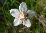 Parnassia palustris. Цветок. Якутия (Саха), Нерюнгринский р-н, окр. пос. Чульман, руч. Китаянка. 19.07.2012.