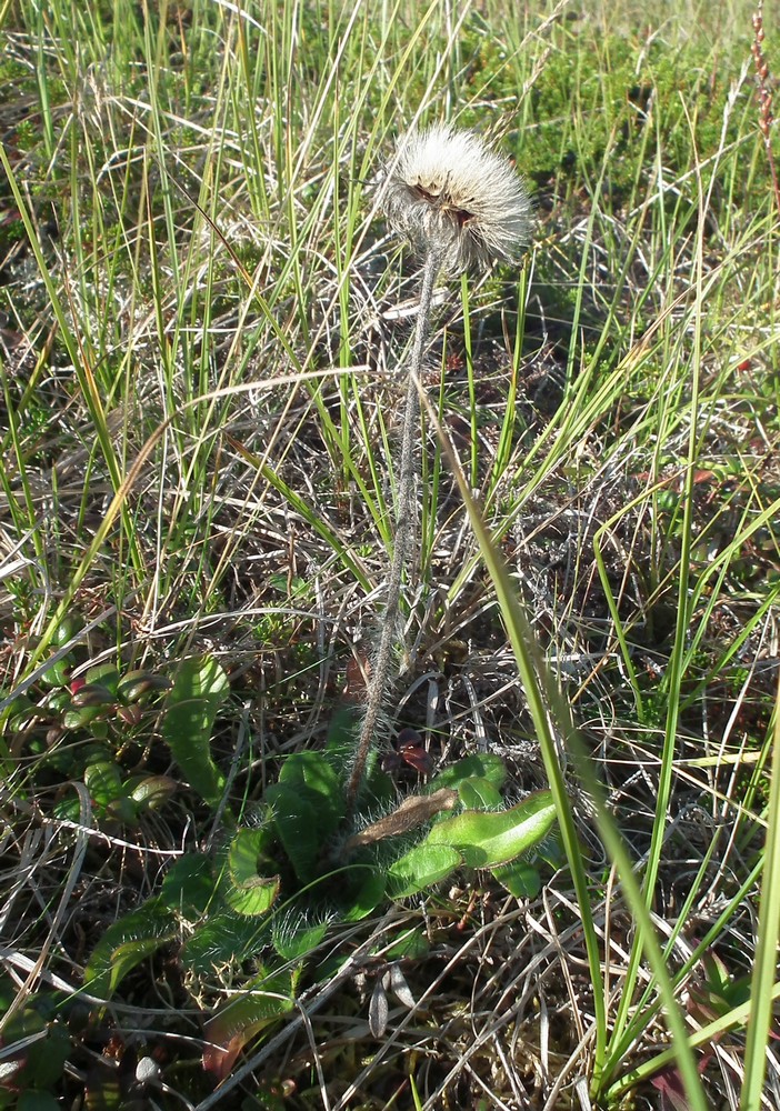 Изображение особи Pilosella laticeps.