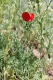 Glaucium corniculatum