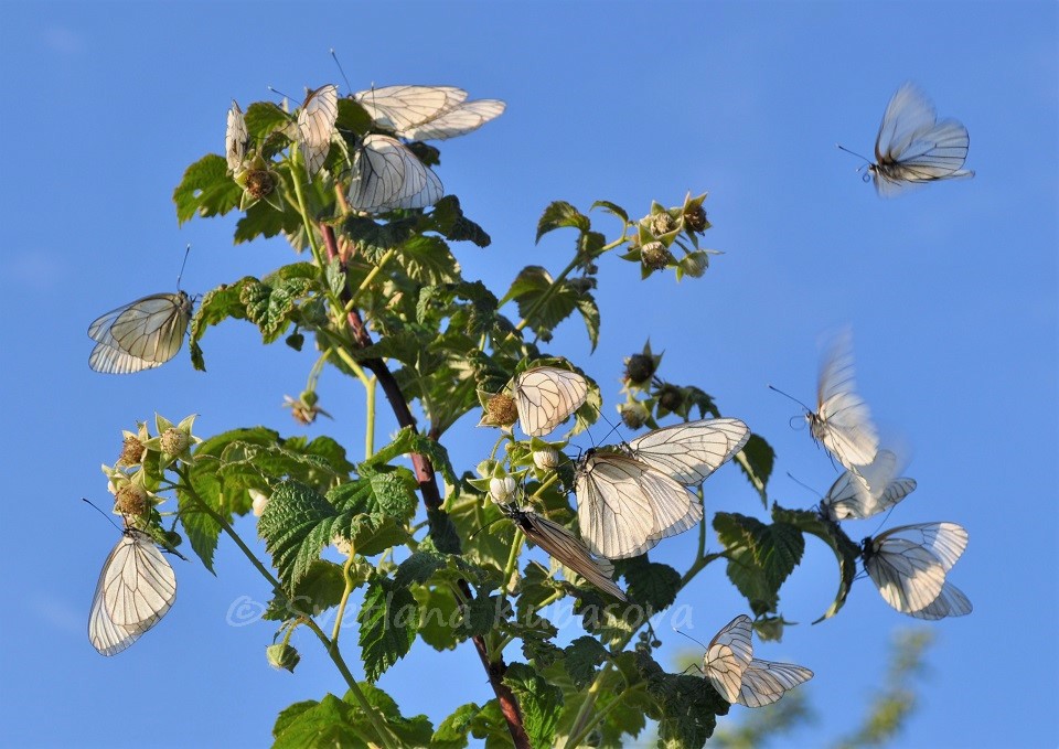 Изображение особи Rubus idaeus.