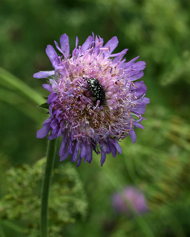 Изображение особи Knautia arvensis.