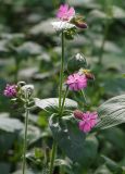 Melandrium dioicum