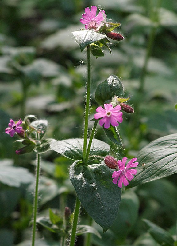 Изображение особи Melandrium dioicum.