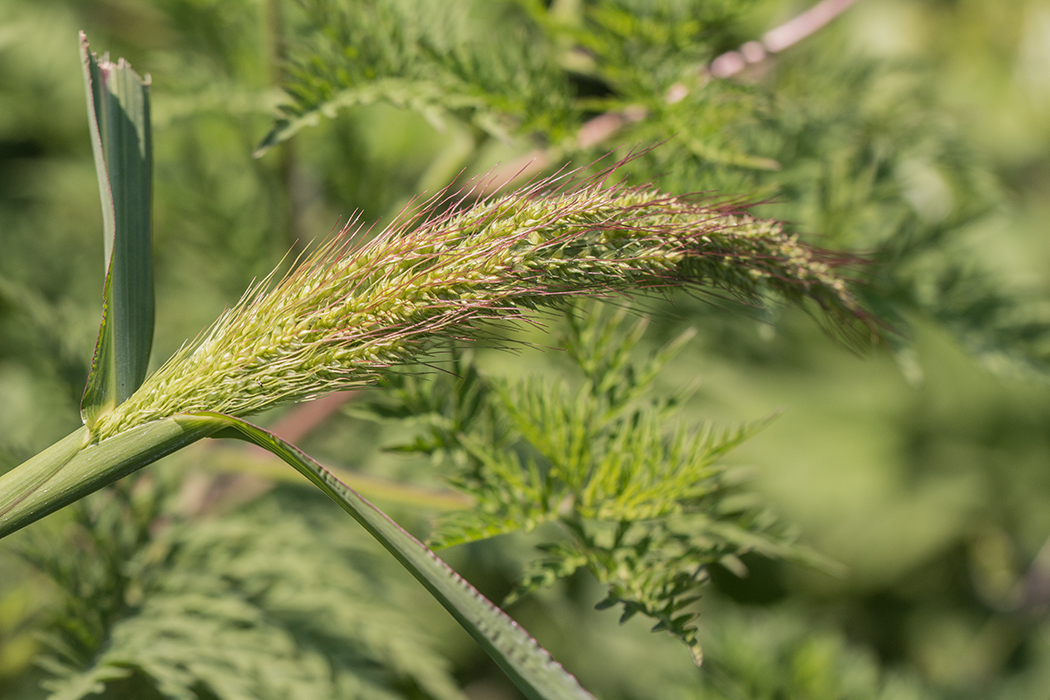 Изображение особи Echinochloa crus-galli.