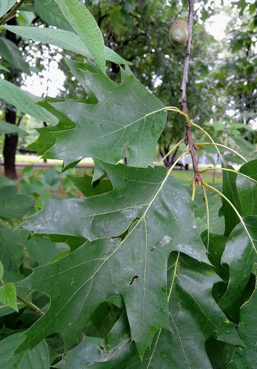 Image of Quercus rubra specimen.