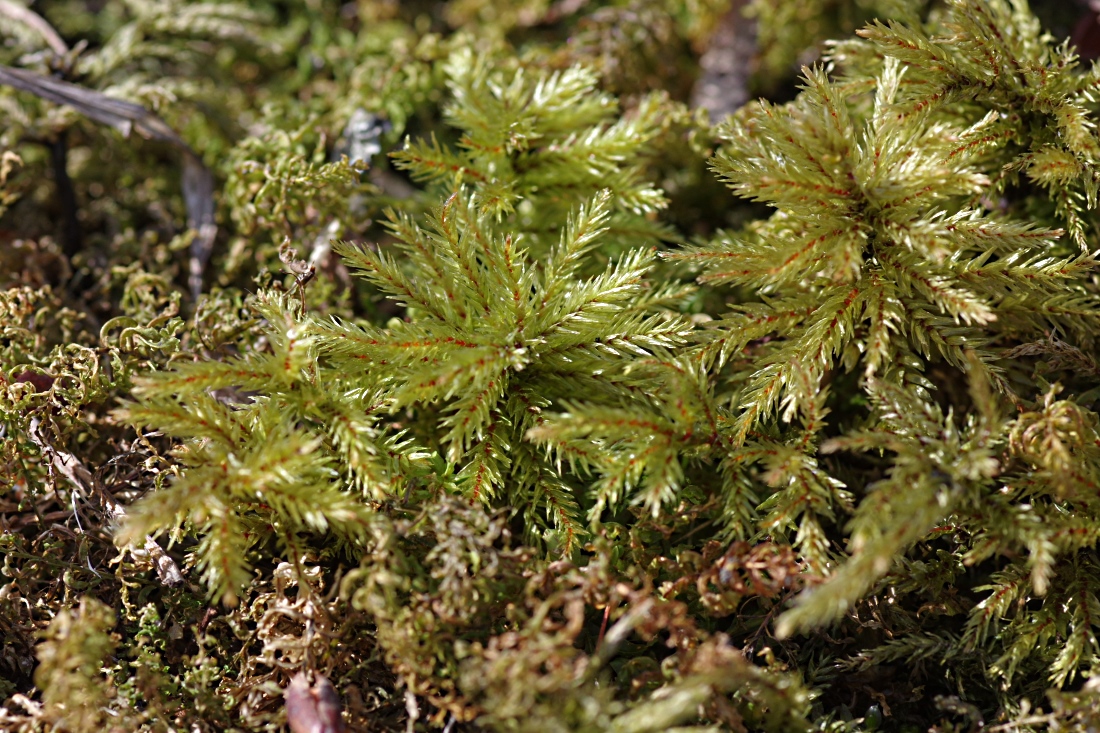 Image of Climacium dendroides specimen.