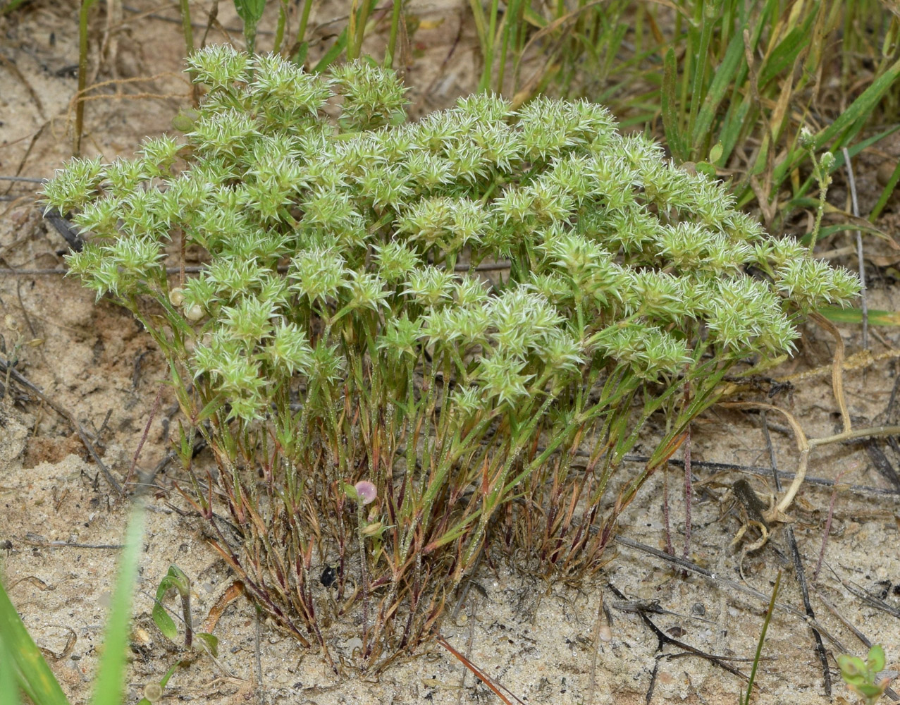 Image of Queria hispanica specimen.