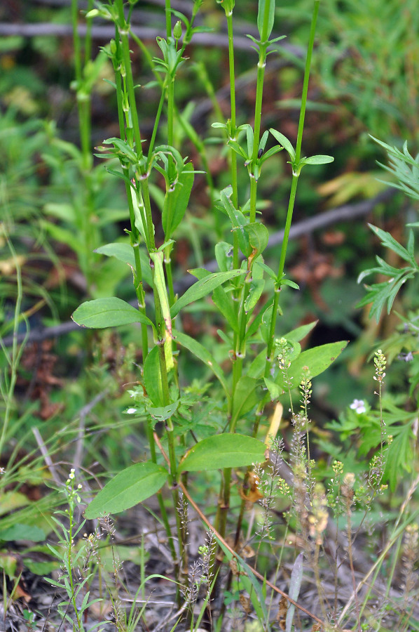 Image of Silene firma specimen.