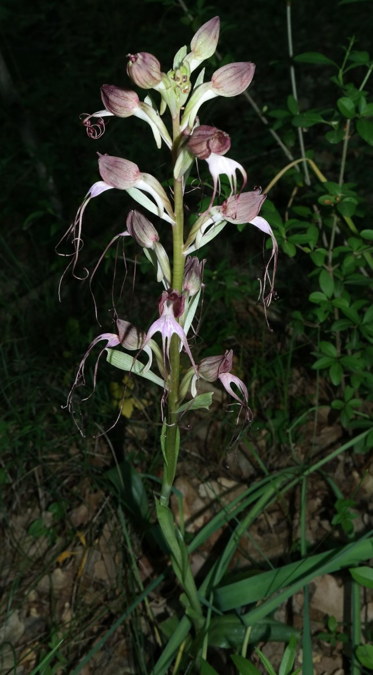 Image of Himantoglossum comperianum specimen.