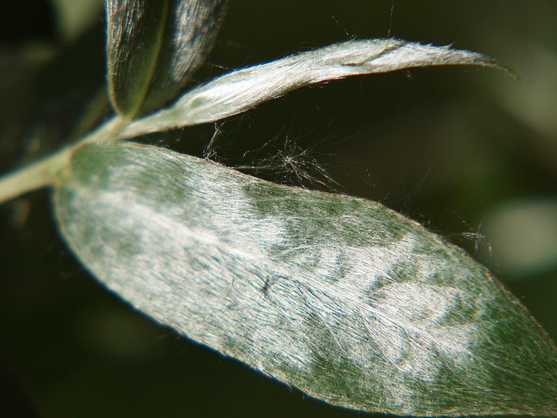 Изображение особи Salix alba.