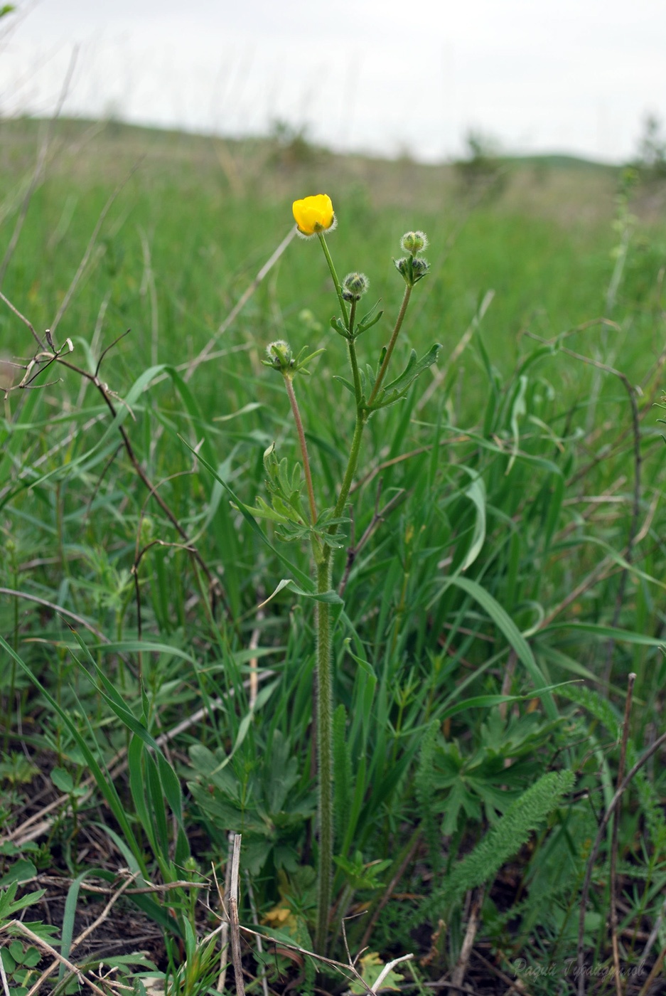Изображение особи Ranunculus polyanthemos.