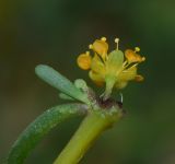 Tetraena simplex. Верхушка побега с цветком (вид со стороны чашечки). Израиль, южная Арава, между киббуцами Элифаз и Самар, русло большого водного потока (во время зимнего наводнения). 16.02.2016.