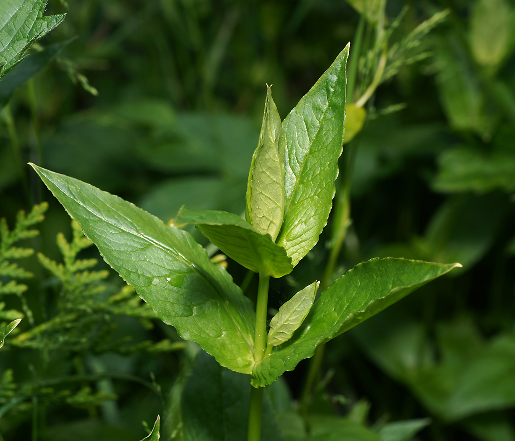 Изображение особи Myosoton aquaticum.