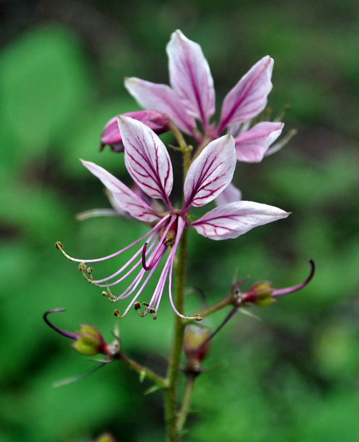 Изображение особи Dictamnus gymnostylis.