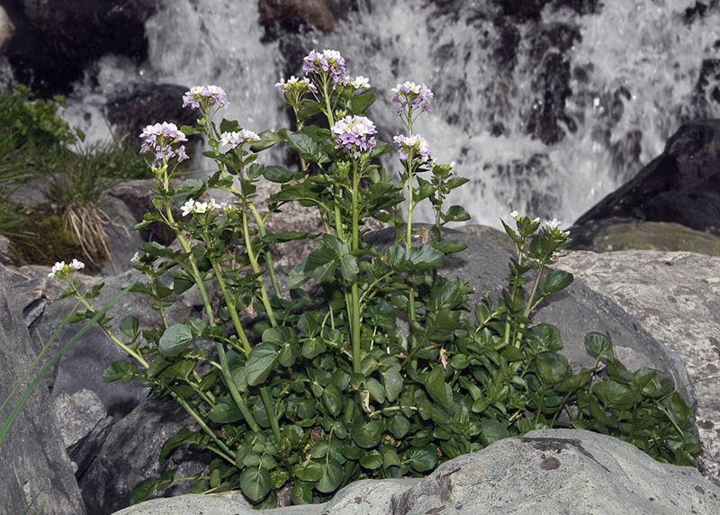 Изображение особи Cardamine seidlitziana.