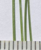 Image of taxon representative. Author is Сергей Банкетов