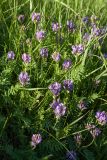 Astragalus danicus