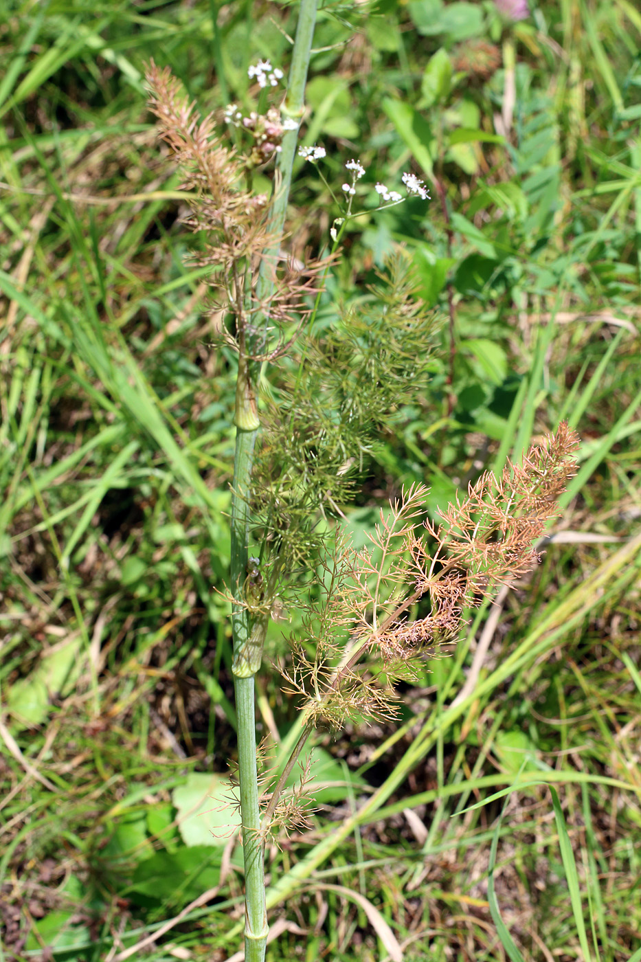 Image of Elaeosticta ugamica specimen.