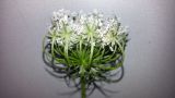 Daucus carota