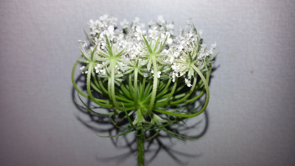 Image of Daucus carota specimen.