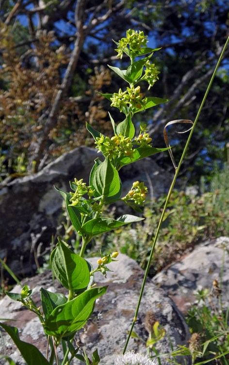 Image of Vincetoxicum rehmannii specimen.